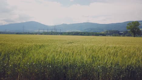 Schwenk-Eines-Weizenfeldes,-Hintergrund-Eines-Weizenfeldes-Auf-Dem-Land-Ohne-Menschen