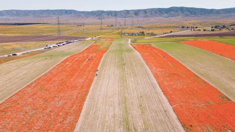 aerial-drone-time-lapse-of-california-super-bloom-flower-meadow-with-people-taking-pictures-and-enjoying-a-warm-vibrant-colorful-spring-day