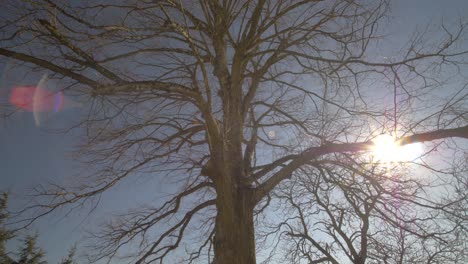 Bewegende-Aufnahme-Unter-Einem-Alten-Baum-Ohne-Blätter-Unter-Der-Sonne-In-Frankreich