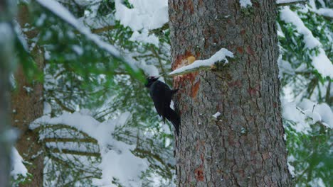 A-black-woodpecker-is-pecking-a-hole-from-a-profile-view-in-a-snowy-forest