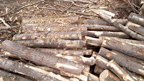 Logs-of-felled-trees-stacked-on-piles,-deforestation-concept