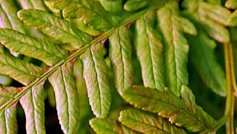 shot-through-beautiful-ferns-leaves-slow-motion