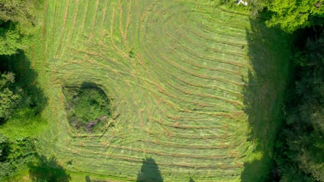 Green-meadow-for-animal-feeding-with-mowed-grass,-aerial-top-down-view