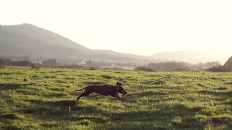 Sprinting-Sausage:-Dachshund-Running-Wild-on-a-Grassy-Field