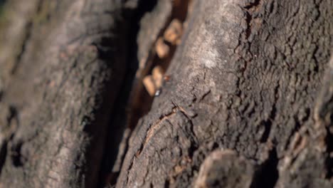 Nahaufnahme-Einer-Roten-Und-Schwarzen-Ameise,-Die-In-Zeitlupe-Bei-Sonnenuntergang-In-Frankreich-An-Einem-Baum-Entlang-Klettert
