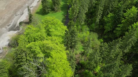 Top-aerial-view-of-lush-green-Alpine-trees-near-Klontalersee-lake-shore