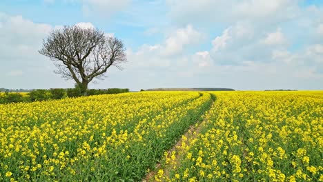 Eine-Luftaufnahme-Einer-Leuchtend-Gelben-Rapsernte-Auf-Dem-Feld-Eines-Bauern-In-Lincolnshire