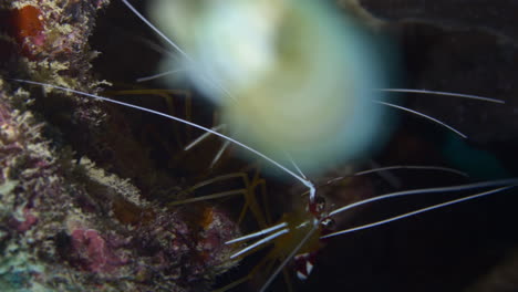 2-curious-cleaner-shrimps-staring-at-the-camera-from-their-burrow