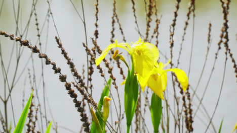 Iris-Pseudacorus,-La-Bandera-Amarilla,-El-Iris-Amarillo-O-La-Bandera-De-Agua,-Es-Una-Especie-De-Planta-Floreciente-De-La-Familia-Iridaceae