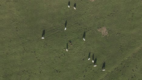 Vertical-aerial-of-white-sheep,-fat-with-wool,-eating-in-green-pasture