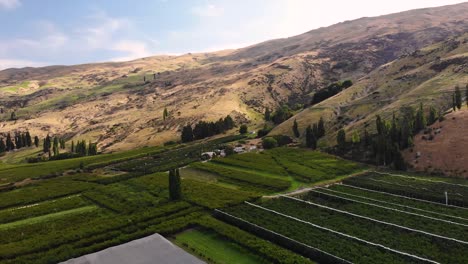 Weltberühmte-Obstplantagen-Im-Tal-Von-Neuseeland-Mit-Zahlreichen-Obstgärten