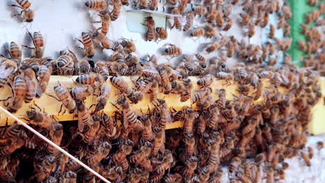 Close-up-detail-shot-of-honeybees-on-beehives-wooden-box,-handheld,-day