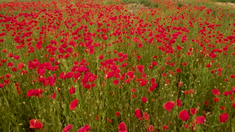 Red-Blooming-Field-Poppy-In-Summer-Breeze