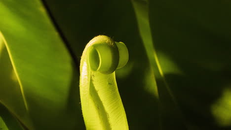 Soft-light-on-bird's-nest-fern-slowly-unfurling-new-growth,-with-dynamic-camera-rotation-and-follow,-time-lapse
