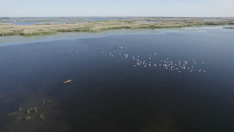 Kayaker-paddling-towards-large-flock-of-pelicans-on-large-lake-with-vegetation-islands