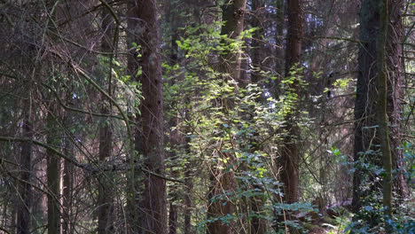 Waldlandschaft-Mit-Hohen-Bäumen-Und-Sonnenlicht,-Das-Durch-Das-Blätterdach-Scheint