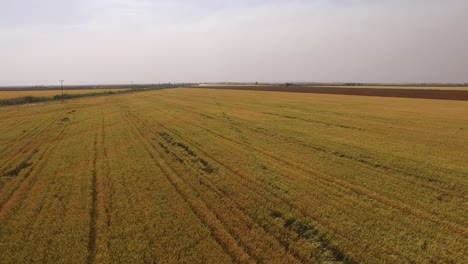 Aerial-shot-of-a-large-wheat-field