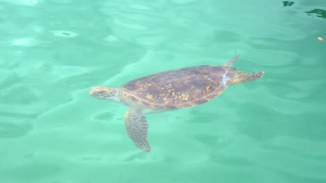 Green-sea-turtle,-chelonia-mydas-spotted-swimming-in-shallow-water,-endangered-wildlife-species