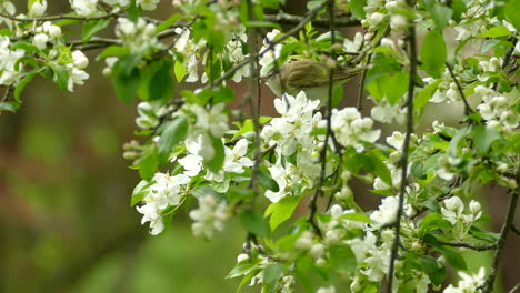 Small-green-bird-in-between-beautiful-white-flowers-during-Spring-bird-migration,-canada