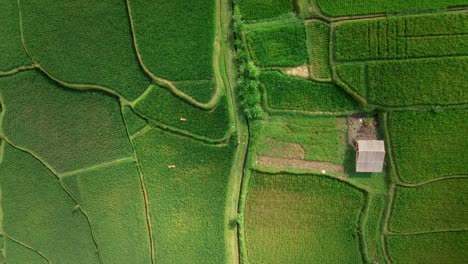 Bauer-Spaziert-Mitten-Auf-Seinem-Land-Mit-Reisfeldern,-Die-Zum-Anbau-Bereit-Sind