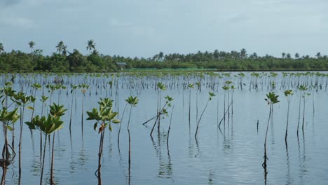 Small-plants-rising-up-through-the-water-in-the-mangrove-swamp-on-Siargao,-Philippines
