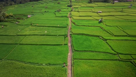 Drone-flying-over-rice-fields-ready-for-cultivation-with-pathway-in-the-middle