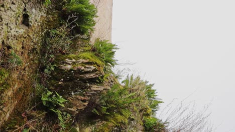 Fern-plant-and-moss-growing-on-pile-of-rock-in-rural-area,-vertical-camera-motion-shot