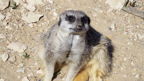 Meerkat---Suricata-suricatta-standing-on-a-stone-guarding-the-surroundings-in-sunny-weather