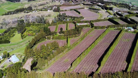 Classic-farm-in-New-Zealand-with-rows-of-windbreakers-to-protect-fruit-orchard