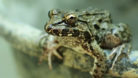 river-toad-or-Malayan-giant-toad-frog