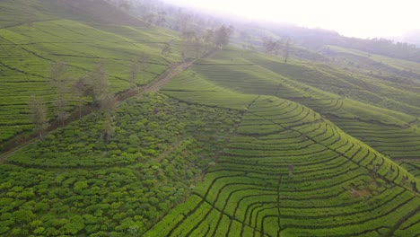 Cinematic-drone-shot-of-terraced-tea-plantation-on-hill-during-foggy-day-in-Wonosobo,-Central-Java