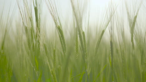 Dreamy-Close-Up-View-Of-Lush-Green-Barley-Gently-Moving-In-Wind