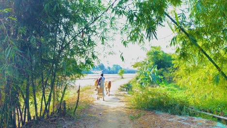 Rural-scene-in-Bangladesh,-Sylhet,-Farmer-with-cows,-bamboo-path,-day