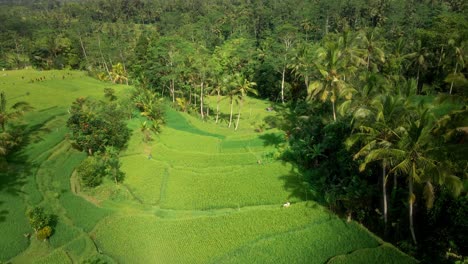 Beautiful-aerial-shot-of-palms-trees-surrounded-by-rice-fields-in-a-remote-tropical-forest-of-Bali,-Indonesia-4k---cinematic-agriculture-tourism-destination-shot
