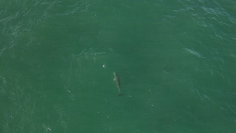 Aerial-view-of-single-wild-bottlenose-dolphin-swimming-in-green-ocean