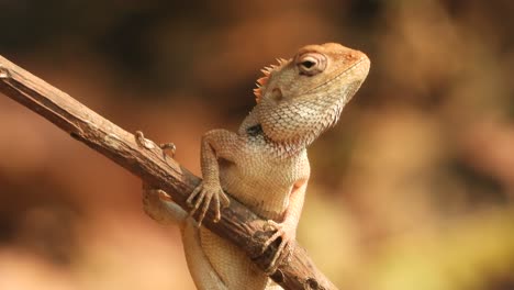 Lizard-waiting-for-pry---gold-