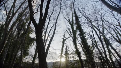Dunkle-Silhouette-Ruhender-Bäume-Und-Laub-Im-Wald-Mit-Bergkette-Im-Hintergrund-Bei-Sonnenuntergang,-Handschwenk