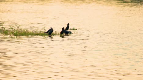 Group-of-aquatic-birds-perched-on-water-plants-in-a-river,-Bengali