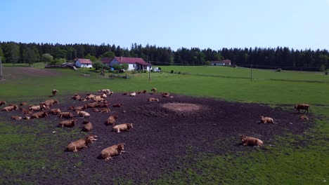 Majestic-aerial-top-view-flight-herd-of-cows-on-Pasture-meadow,-czech-republic-in-Europe,-summer-day-of-2023