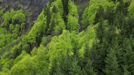 Beautiful-lush-green-coniferous-forest-hiding-waterfall-on-Swiss-Alps