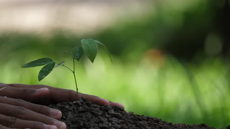 Close-up-of-taking-care-of-a-small-plant-with-bare-hands,-person-are-leveling-up-ground-around-the-plant,-environment-friendly-concept