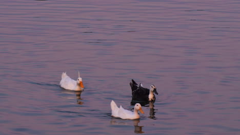 Drei-Enten-Schwimmen-In-Einem-Ruhigen-Teich-Mit-Farbenfrohen-Sonnenuntergangsreflexionen