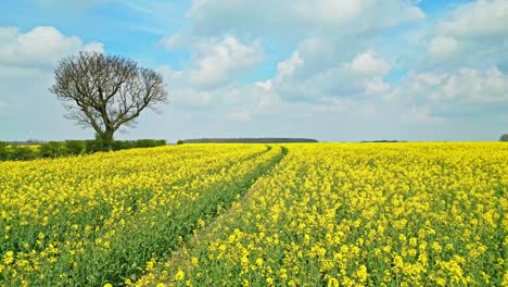 A-breathtaking-aerial-view-of-a-yellow-rapeseed-crop-in-slow-motion-with-a-country-road-and-trees-in-the-background