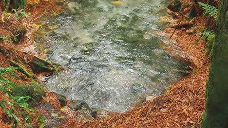 Unterirdische-Quelle-Mit-Kristallklarem-Wasser,-Das-Durch-Einen-Mammutbaumwald-Fließt