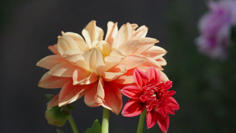 Close-up-video-of-a-peach-Dahlia-flower-head-with-summer-sunshine-illuminating-the-garden-scene