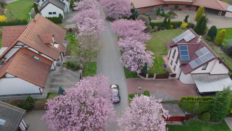 Ein-Schwarzes-Auto-Fährt-Zwischen-Häusern-Auf-Einer-Straße-Entlang,-Die-Von-Blühenden-Kirsch--Und-Sakurabäumen-Gesäumt-Ist