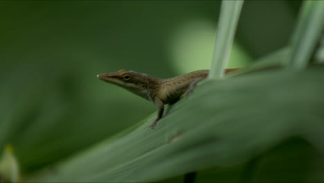 Sharp-nosed-lizard-stands-on-palm-frond-leaf-in-tree-in-shadows,-light-dances