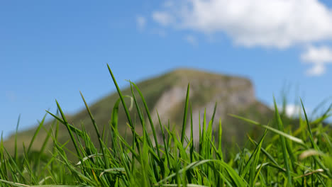 Close-up-shot-of-fresh-green-grass-moving-in-the-wind-with-the-rocky-Caucasus-Mountains-in-the-background,-on-a-sunny-day