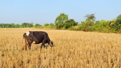 Cow-cattle-grazing-in-dry-pasture-field-with-Drongo-bird-perched-over,-Sylhet