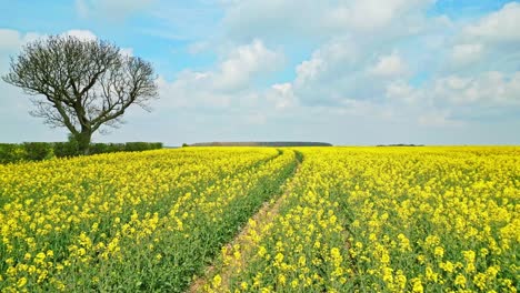 A-tranquil-drone-shot-capturing-a-yellow-rapeseed-crop-in-slow-motion-with-a-country-road-and-trees-in-the-background